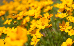 Zoom In And Explore The Intricate Beauty Of This Colourful Flower Wallpaper